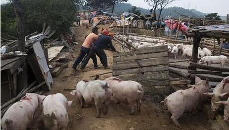 福建禁养区内养猪场 年底前全面关拆