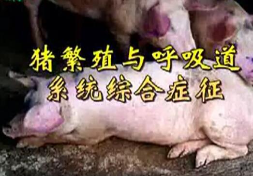 猪病防治诊断-高致病性猪蓝耳病-养猪技术视频