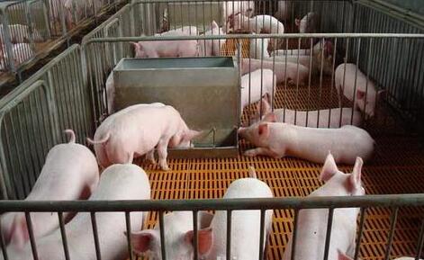 部分屠企试探性压价！养猪人改怎么办？　