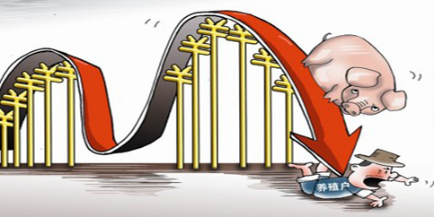 生猪供应明年或再涨 2018年能否盈利已成未知数