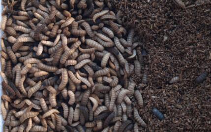 猪粪处理“虫”来帮忙，每头猪还能多赚6、70块 　　