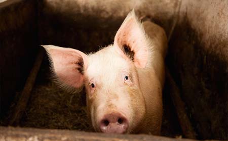 猪呼吸出现异样？这可能是疾病信号 