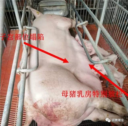 如何判断母猪是否产完？教你一套组合拳