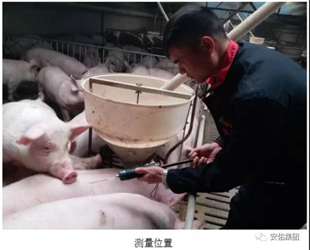 天天说生猪价格！今天看看白条猪肉？价格环比小幅攀升