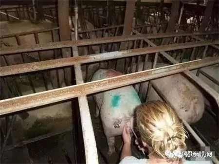 配种注意这个动作，不仅提高配种率，一窝还能多产一头
