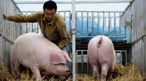 细说17年前三季度猪肉进口 进口总量同比下降28%