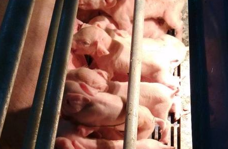 一些简单诊断猪病的方法，收藏！