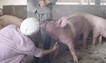 这19家企业的兽药千万不能再买了！农业部已通报