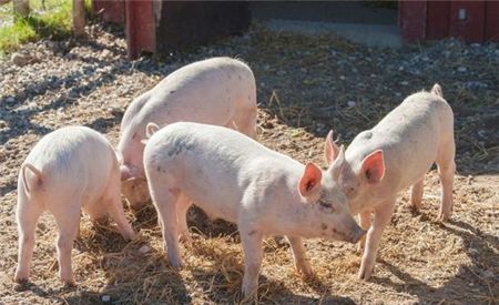 秋末冬初，谨防猪锁喉风病！