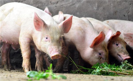 拿不到生猪良种补贴的注意！新补贴规则出来了