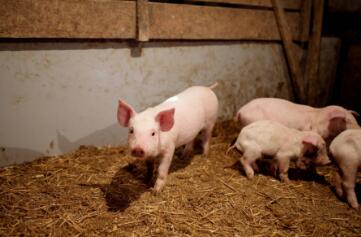 2017年11月05日(20至30公斤)仔猪价格行情走势