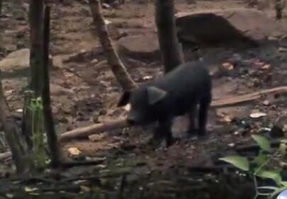 农村生态养黑猪，四百猪配三千亩林地，猪疯跑，农户赚钱
