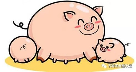 难“炎”之隐：母猪子宫内膜炎的防控