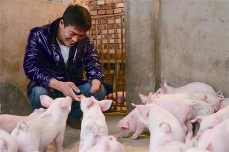 最可爱的中国养猪人，我为你歌唱！