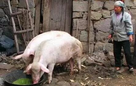 二十多年养猪经验的行家建议：养猪必须简单化