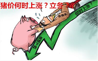 降温利好，猪价中旬可能开涨！