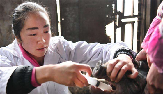 如何给母猪正确使用氯前列烯醇？很多养殖户都不懂