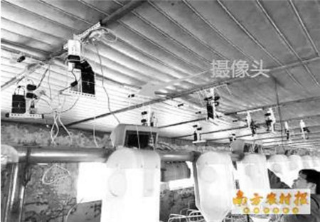 新奇！摄像头拍张照就知道猪有多重