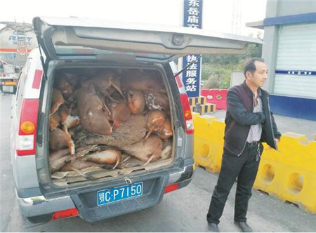 一辆厢式车偷运80头野生保护动物 男子辩称是“杂交猪”