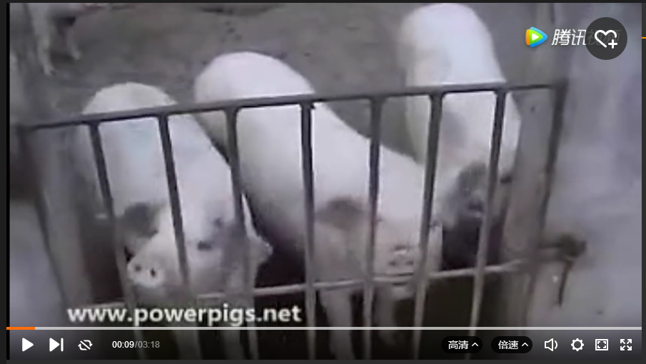 猪病中的猪瘟讲解