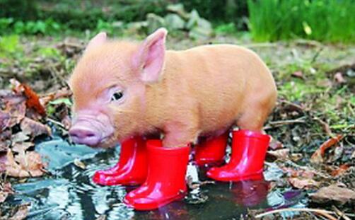 2017年11月09日(20至30公斤)仔猪价格行情走势