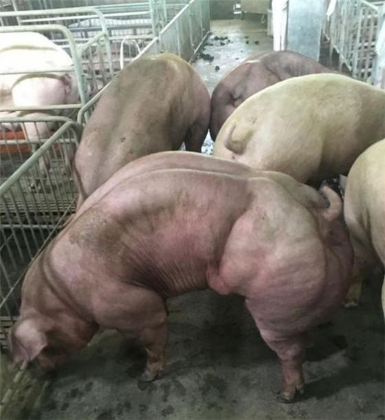 猪也能练出来“肌肉”，堪称“健身达猪