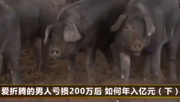 农村大哥养猪新模式，养猪种菜两不误，创造双收益的产业