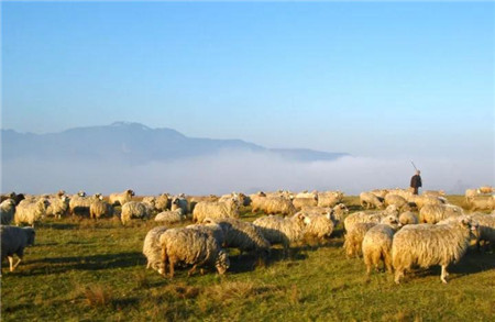 于康震：保生态转方式促进草牧业 绿色发展和牧民脱贫增收