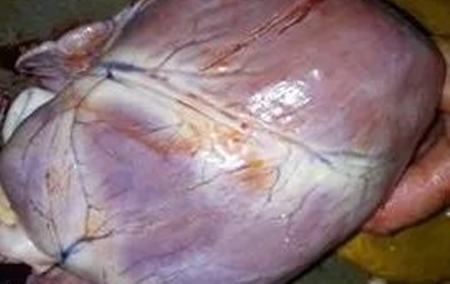 猪：我的心肺功能很重要 主人要重视哦