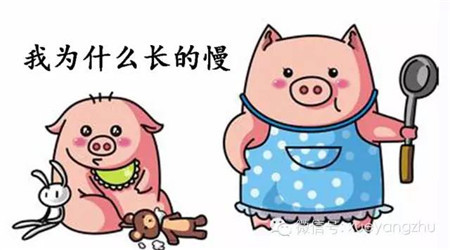 育肥猪长得慢这8个原因成了罪魁祸首