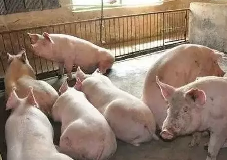 口蹄疫敲门了丨紧急免疫要不得......！！