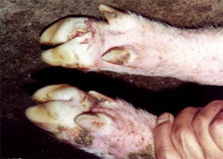 口腔、蹄部出现水泡和烂斑就一定是口蹄疫吗？