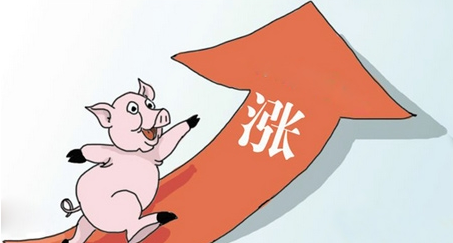 注意！这四大风险或点燃猪价新一轮跌势