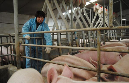 为什么补贴都给了大养猪场？原来是因为……