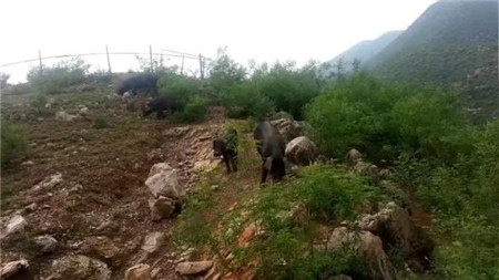 农民围山养它，一斤40元！当地人称它为“爬山猪”