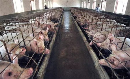 不外传！全球最大的种猪公司的猪场改善策略