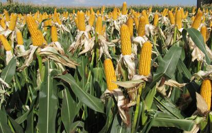 2017年后市玉米行情有望突破上涨！