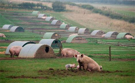 农牧七大巨头前三季度营收1677亿！还敢说养猪不赚钱