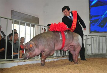 猪场老板的高见：如何一针见血判断猪病即将爆发！