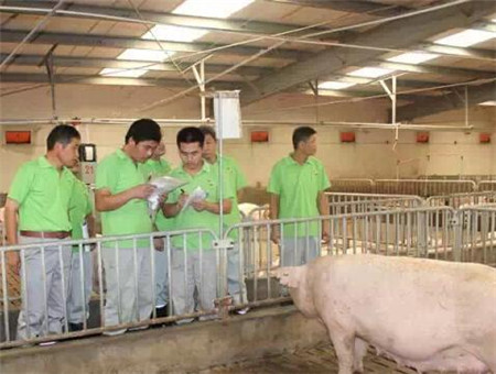 大圈饲养和定位栏，哪个饲养方式对妊娠母猪更好？