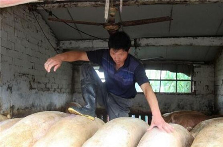 养猪人的9大特征，快看看你占了哪几条？