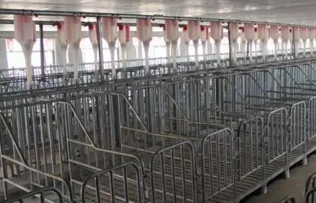 养猪人还蒙在鼓里？业内人员告诉你限位栏的使用靠不靠谱