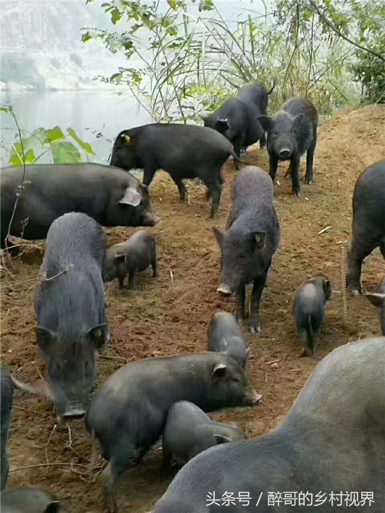 猪这样养，年入百万不是问题，单斤猪肉可卖60元一斤