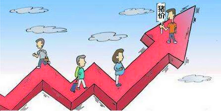 现阶段猪价是明稳暗涨，你察觉到了吗？