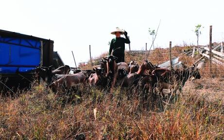 “70后”的黄流姣回到山里当起“养猪西施”