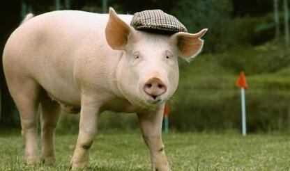 市场都在叫衰生猪价格走势 农业部放出利好消息