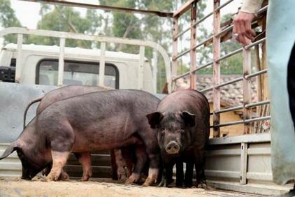 能繁母猪再减10.5万，猪周期或提前迎上涨拐点