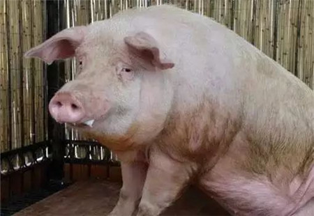 3个方案治疗猪呼吸道病有奇效，90%的猪友都不知道!