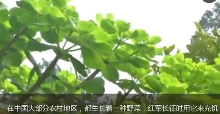 这种喂猪的野菜，竟能补血解毒 