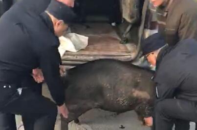 “二师兄”满街追美女，场面一度失控……